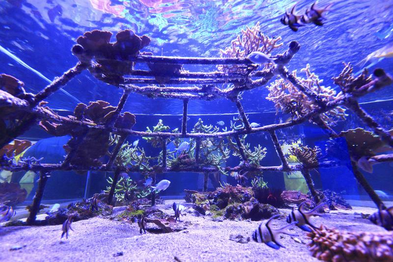 Structure servant de support au repeuplement du corail - Photo: Ph. Turpin Structure servant de support au repeuplement du corail - Photo: Ph. Turpin