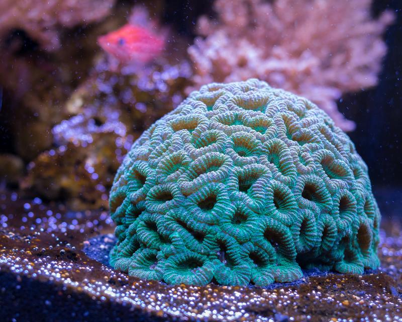 On recense plus de 800 espèces de corail à travers le monde. On recense plus de 800 espèces de corail à travers le monde.